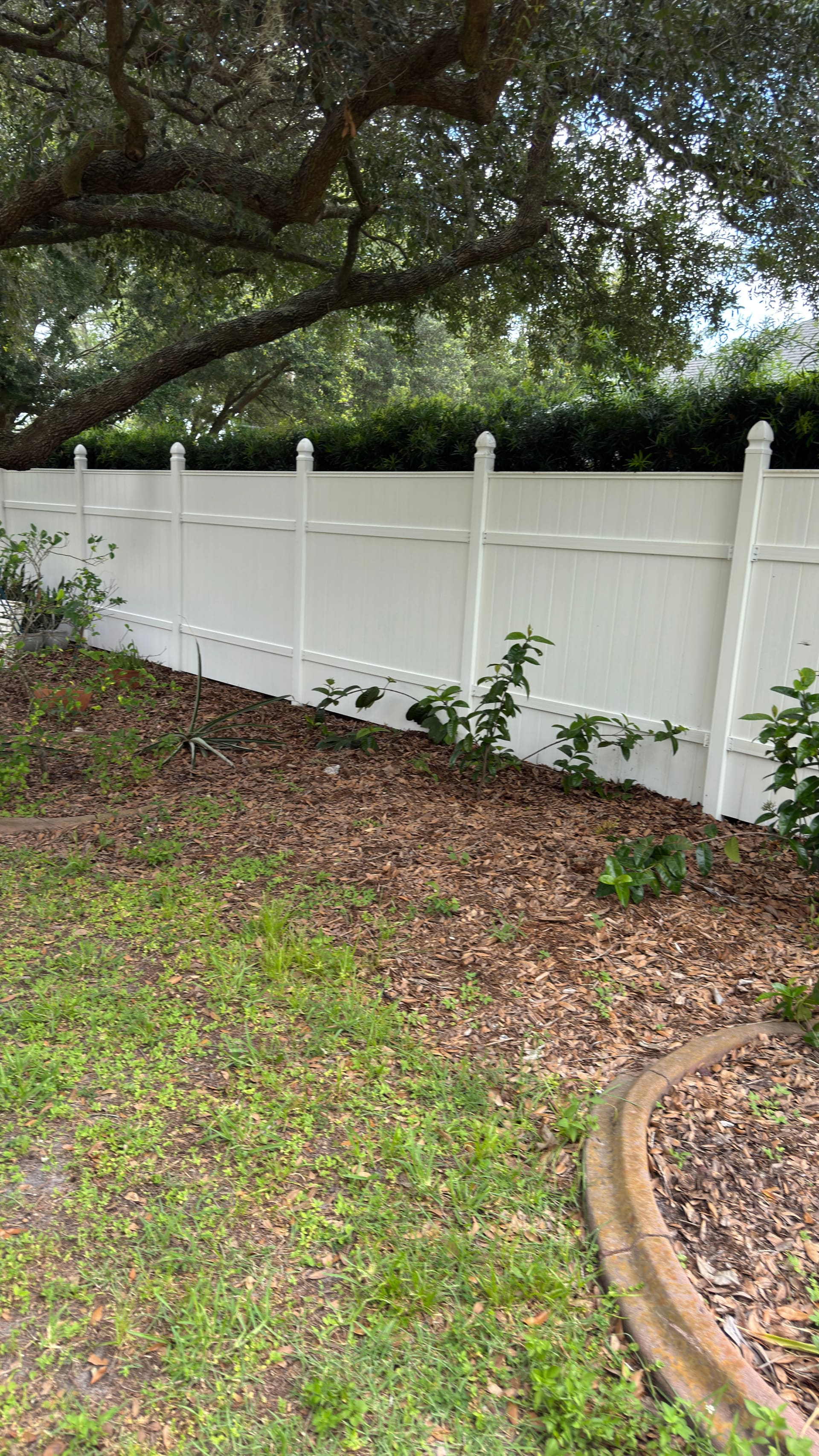Fence cleaning result in Tampa showing a bright vinyl fence line beneath mature shade trees